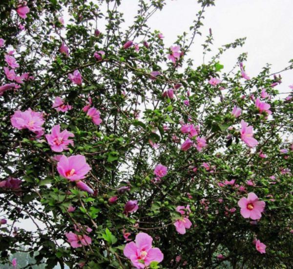 推荐一款耐寒的漂亮花，皮实好养易过冬，轻松开成“棒棒糖”