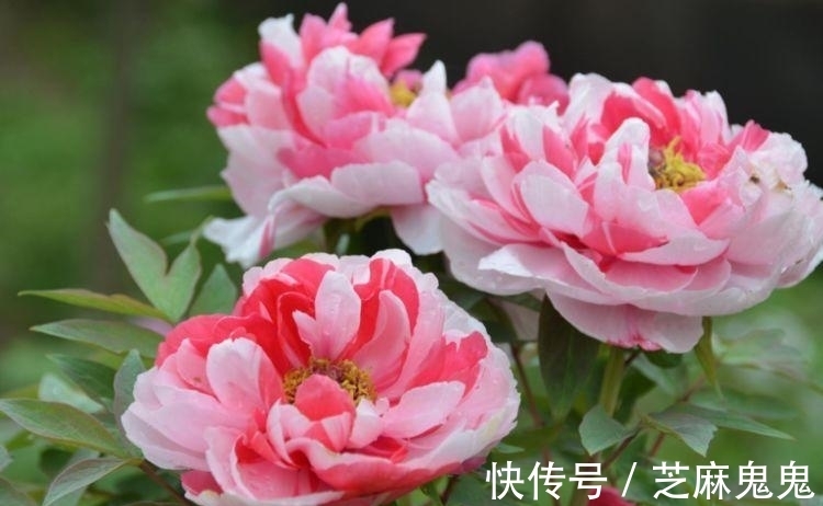 养花就养个花期长的,花大色艳,花团锦簇,人人都喜欢