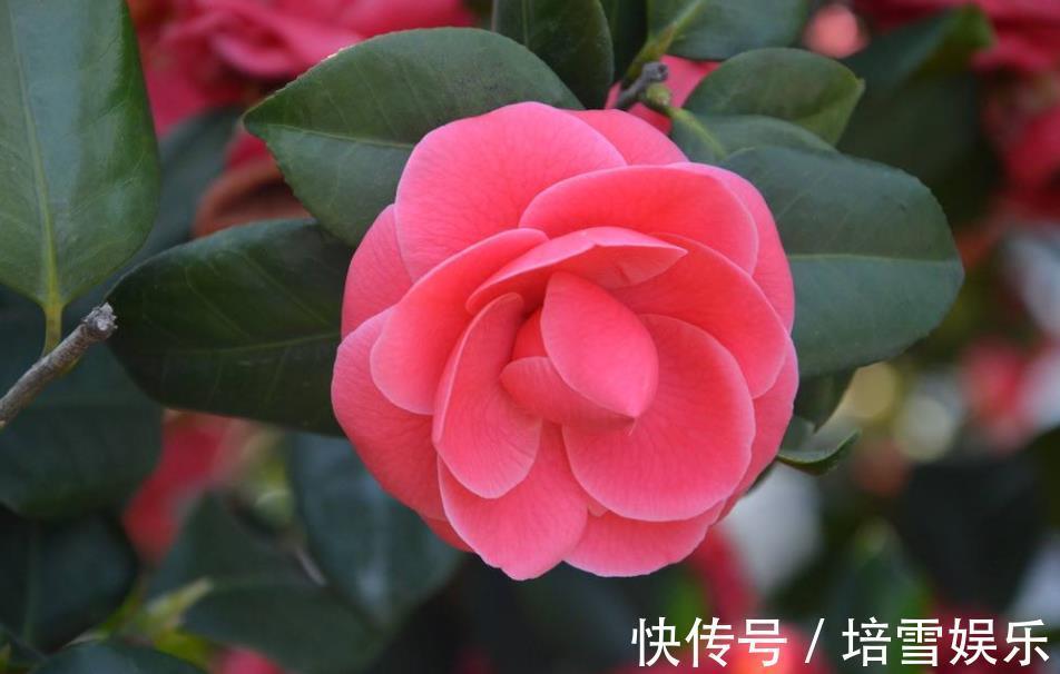 茶花经常掉叶子老花匠传授3个小方法,长的枝繁叶茂,轻松爆盆