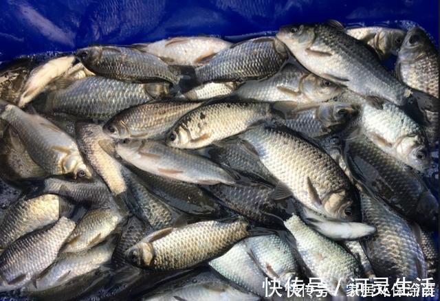 饵料|冬钓鲫鱼用多粗的线：0.8子线和0.4子线有何区别？