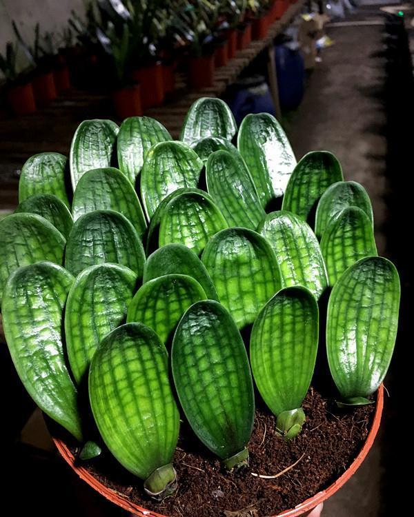 养好君子兰，根本不花钱，找点“废物”浇一浇，长成“极品兰”