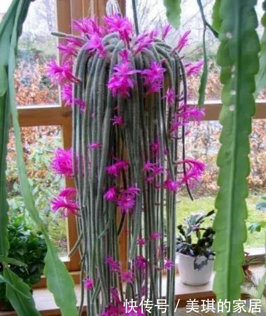 几款艳丽的花卉,漂亮又好闻,沾土就活,容易爆盆,人见人爱!