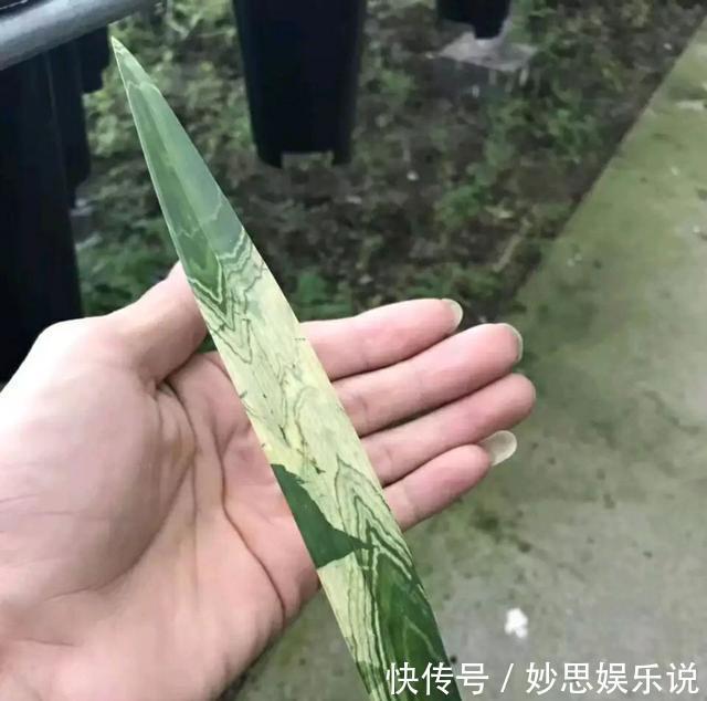 一盆兰花居然值一栋海景房,看叶子就知道艺兰一般人玩不起