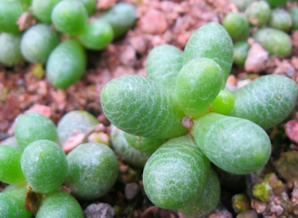 叶子|4种多肉植物不能暴晒，否则晒一盆死一盆