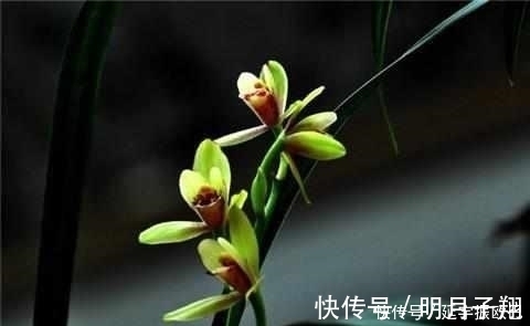 施肥|只需这4招，兰花不烂根不黄叶，长得好易开花！