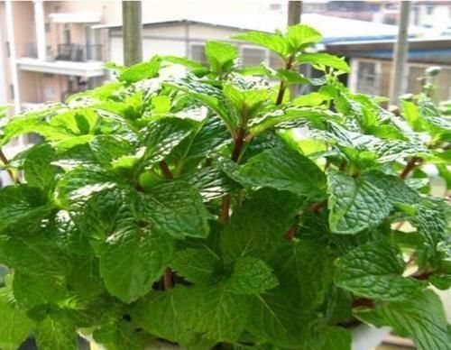 养护|蚊虫最不喜欢这种花,家里养一盆,蚊虫不进门,我就养了3盆!