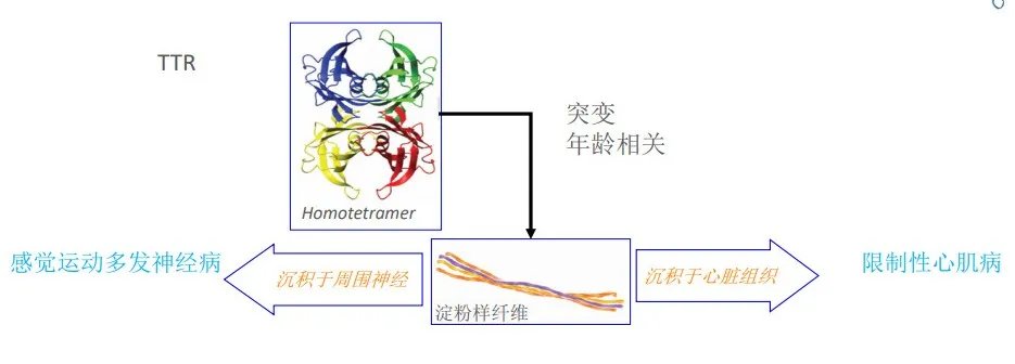 淀粉人|70岁大妈被诊断为“淀粉人”，家族中数人罹患，全球患者不超过5万例