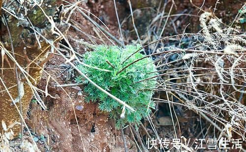 茵陈草|城里卖得比肉贵,人称“草中之王”,现在吃正当季,别错过