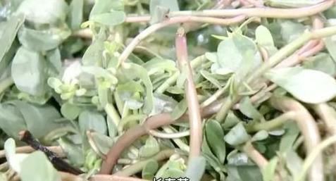 不吃|救命的马齿苋,99的人不知道的作用再不吃就晚了