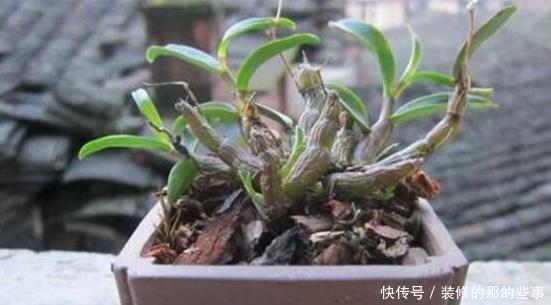 妖教|养花必修课,蓝妖教你认识最前沿的种植基质