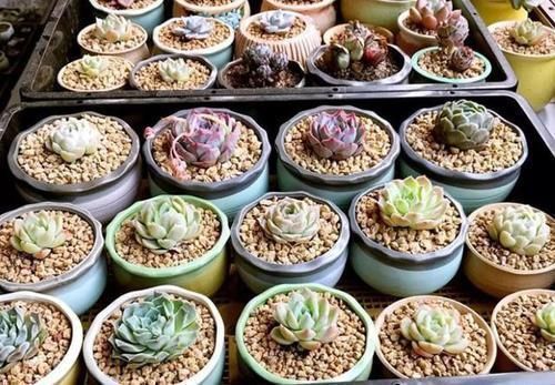 多肉|多肉，懒人花友的“心头好”，上班族的“小萌宠”，好看又好养