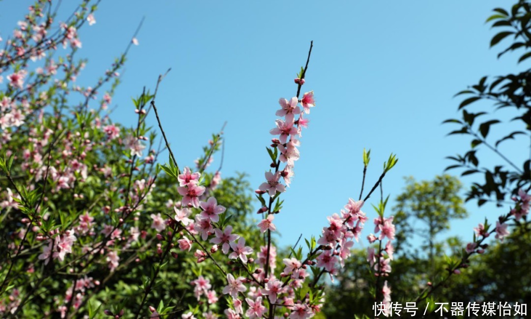 老年|春暖花开，踏青赏花正当时