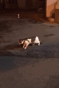 |搞笑GIF趣图:当你和男友聊天突然生气的时候!