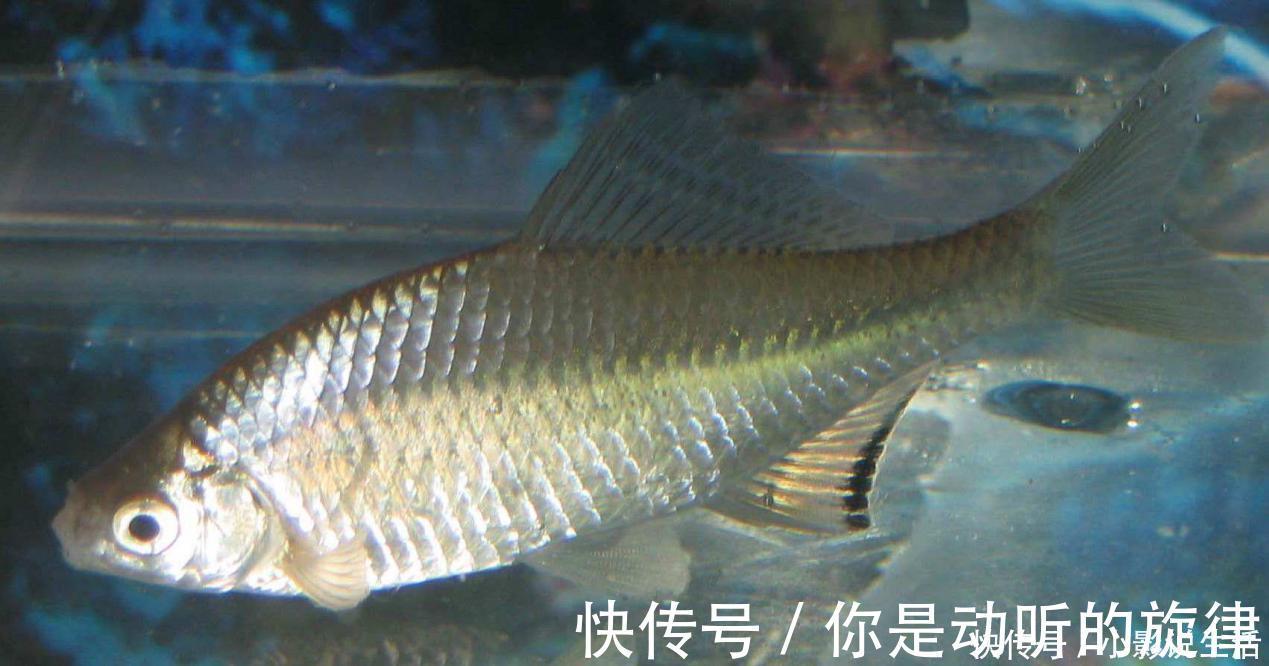 老人|老人怎么让大脑老得慢?坚持这5件事,身体会感谢你