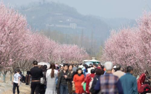 成都“神仙”赏花地：满山桃花开，树荫下吃鸡！