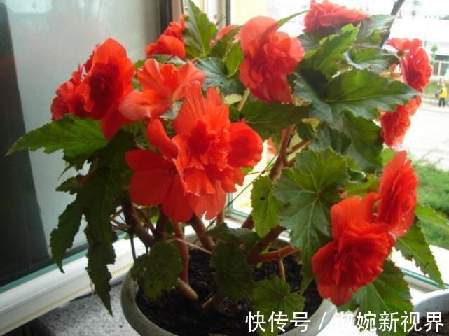 1种花，花大色艳，成双成对开放，花期长，家养一盆，看花半年