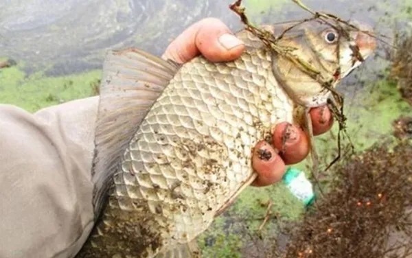 秋天用饵,从来不含糊,商品饵加点它,大鲫鱼不是一般的好钓