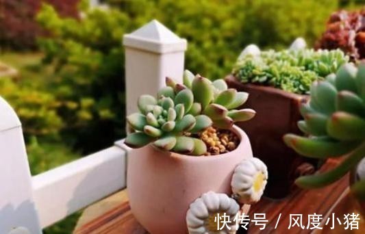 浇水|温度低多肉不生长?给它做4步,反而养出“美肉肉”,直接出状态