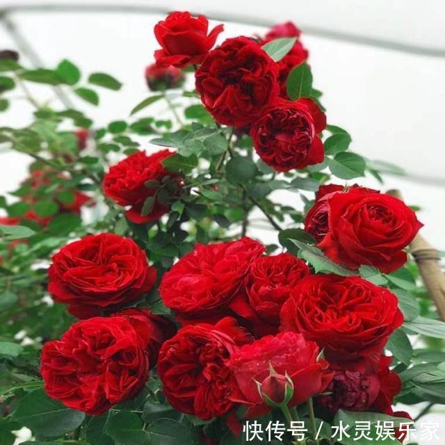 微月|“月季”不难养,记住2个养护“小要点”,盆盆都能开满枝!