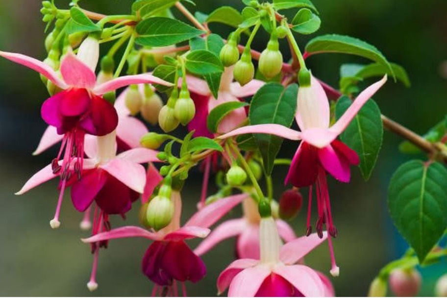 最仙的花卉，迷人的花朵，人见人爱，花朵姿态万千，美