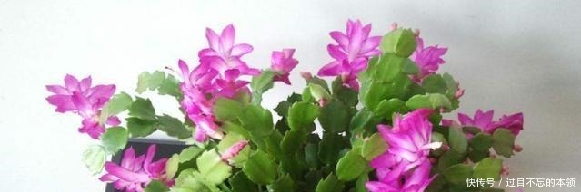 家里4种“药片”，过期不要扔，都是养花“宝贝”, 比花肥好用10倍！