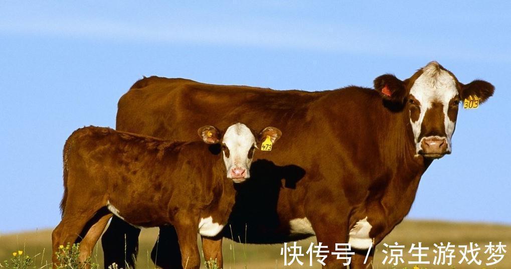 新生|犊牛腹泻的临床症状及防治,你了解多少,来这看看吧