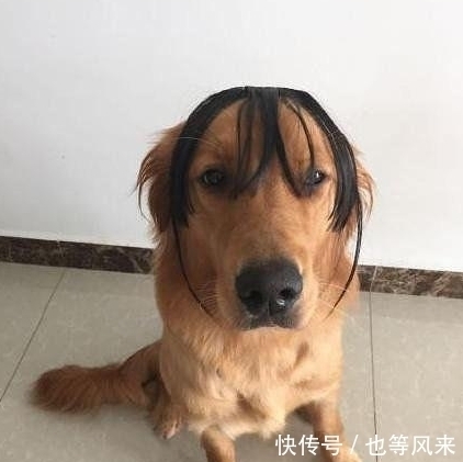 |搞笑图片幽默段子笑话:这千手观音第一次见,想必是个做菜能手