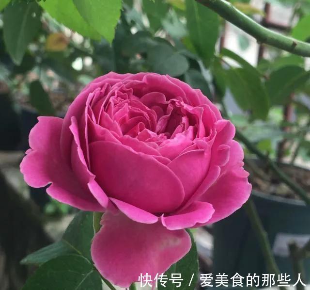 月季和玫瑰很相似,除了养花高手,很少有人分得清,你能区分吗