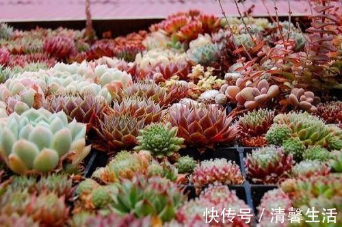 多肉植物|现在开始,养多肉植物给它浇一种水,一个月胖一圈