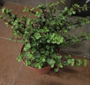 金枝玉叶放阳台，记住“一多、一少”，叶片肥厚，轻松养成老桩