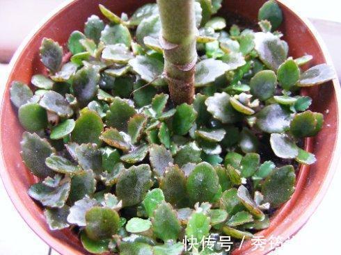 快速消灭入侵多肉“不死鸟”,要放大招,连根拔十次,彻底消灭光