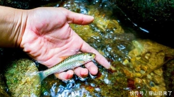 淡水|黄河每天有大量淡水鱼被冲入海中，它们去哪里了，如何存活？