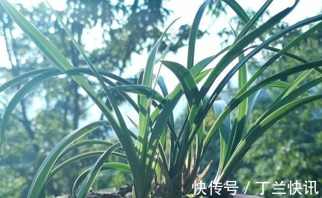 土壤|养兰花时多菌灵如何使用?很多网友不知道,用错了不仅无效还有害