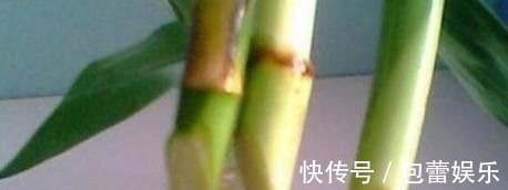 富贵竹离不开这种水，加一点，不烂根、不黄叶，家里吉祥富贵