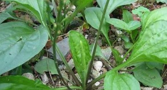 农村人都喜欢吃的一种食物，可以祛湿利尿，化痰止咳，消炎去肿