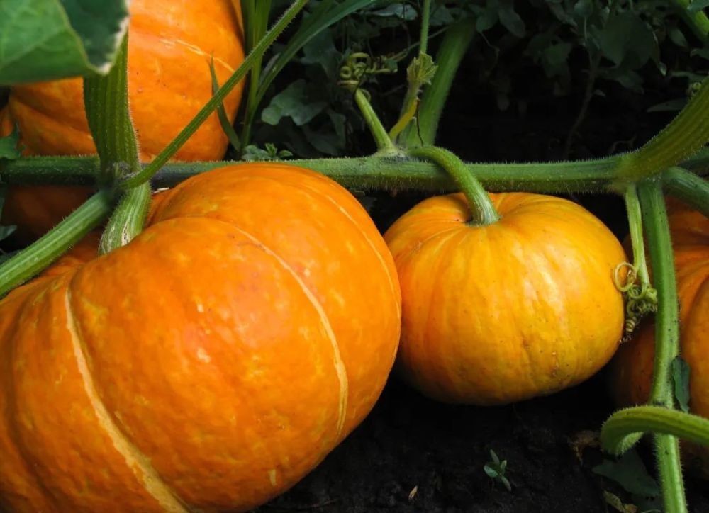 花园|在家种个菜都这么美,还要什么花园?