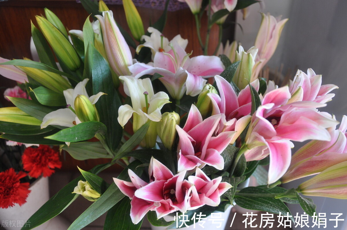 花友们|想要易养好活的花卉?选择这5种,1年开花200天