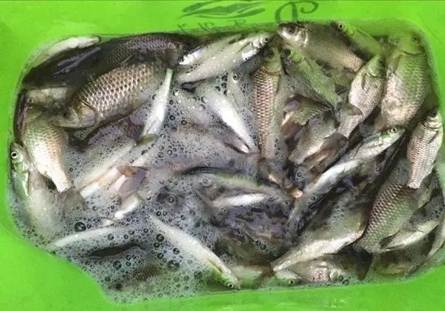 劲酒配黄金酒做鲫鱼酒米,垂钓鲫鱼效果出奇的好,一天钓了35斤鱼!