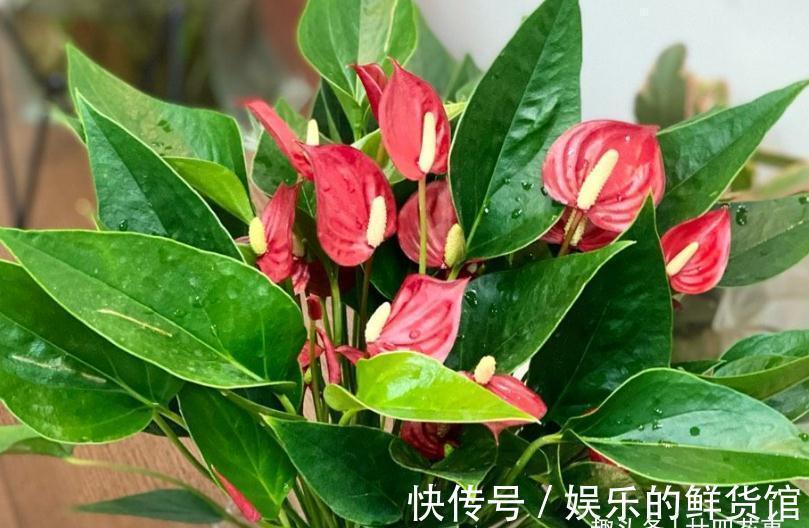 4种“懒人花”,适合“上班狗”,不用费时打理,好看好养好开花