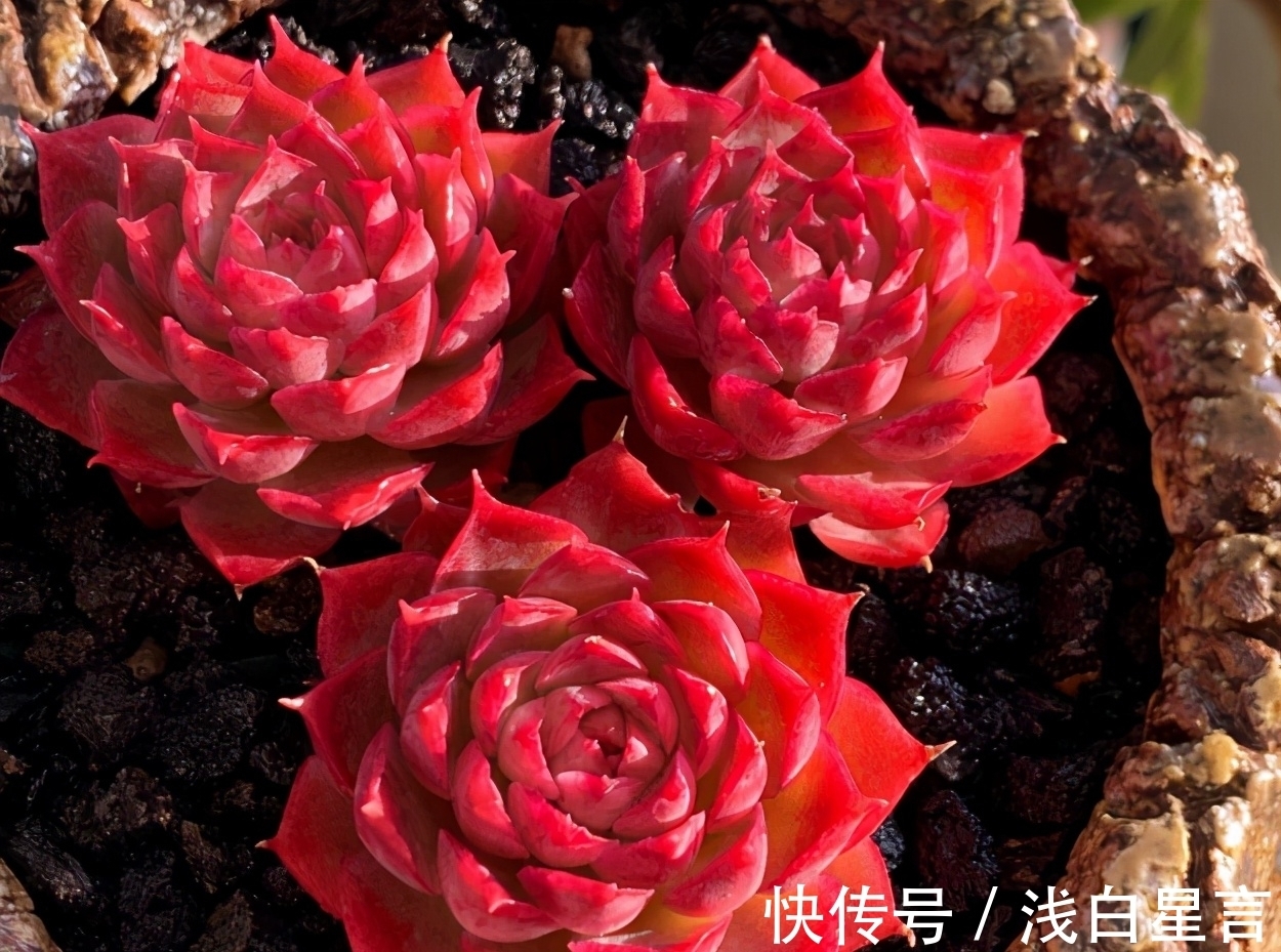 土壤|光用淘米水浇花没前途，加它们发酵好，养啥花都长得贼旺盛