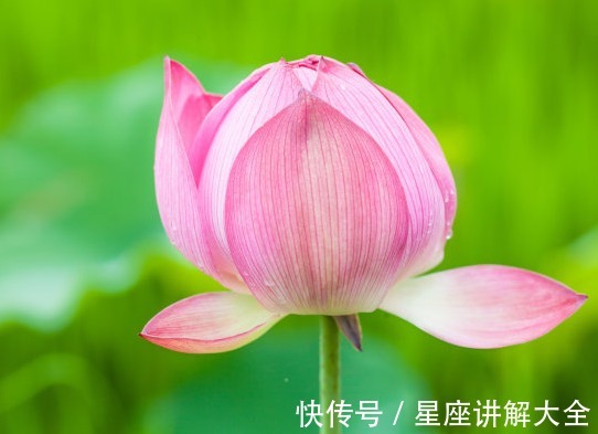 桃花|11月上旬，4属相运势迎来又一春，未来飞黄腾达，事业平步青云