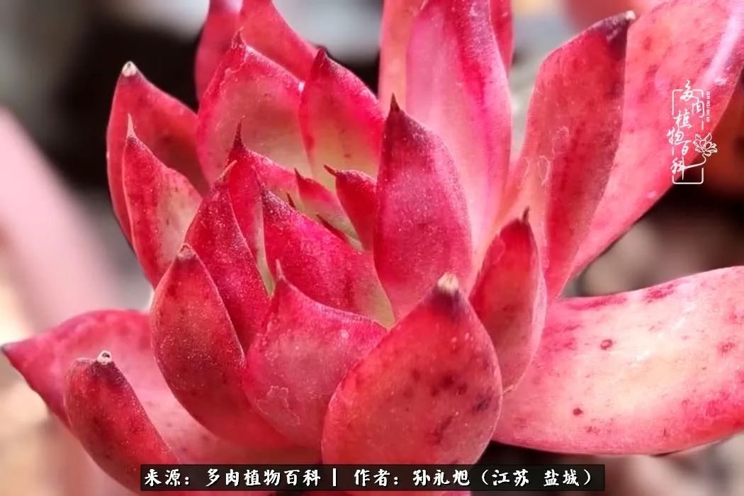 养多肉三年多九万里悟道，终归诗酒田园！