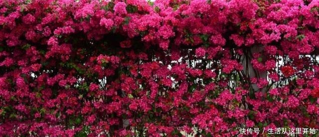 90%花都是因为浇水而枯萎，老农也不例外，新手养花必看的技巧！