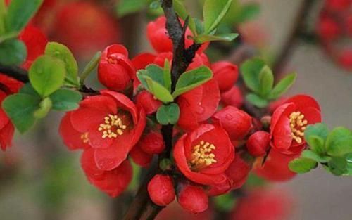 养花就养4种花，漂亮好养，随便养1盆，比香水好闻，比牡丹更好看