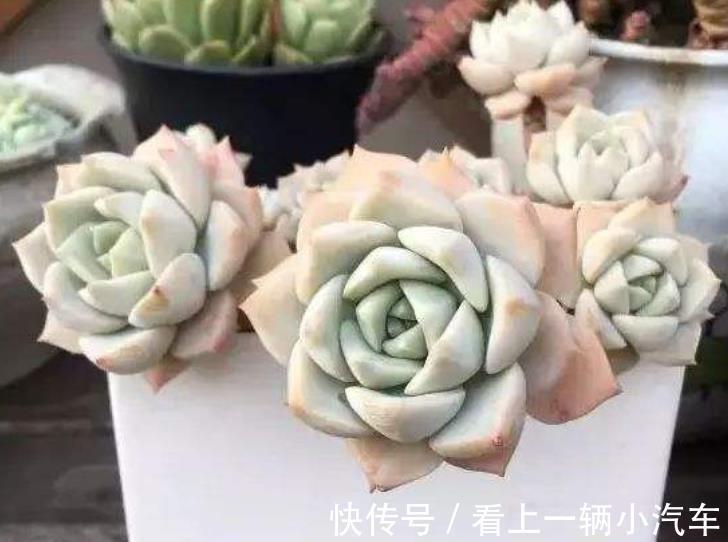 公认不好养的多肉白牡丹，改变养殖方法，长成小老桩，颇有韵味