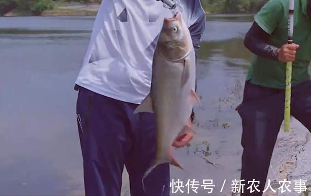 “钓王”邓刚伪装成新手,花260块钓走1000元鲢鳙,老板看到心痛