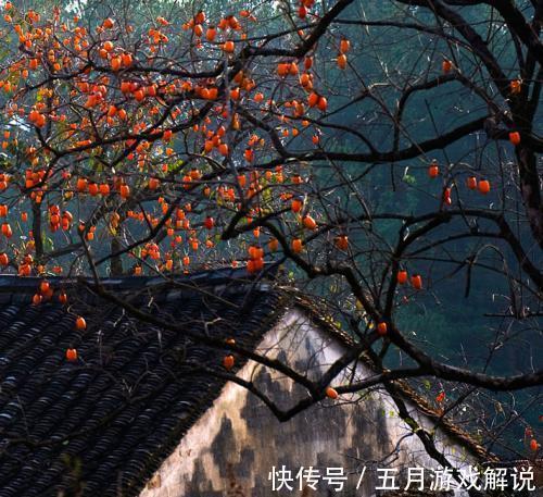 罗汉松|7种树“进宅”,旺财镇宅,延绵百年,家里有地方,一定养一棵