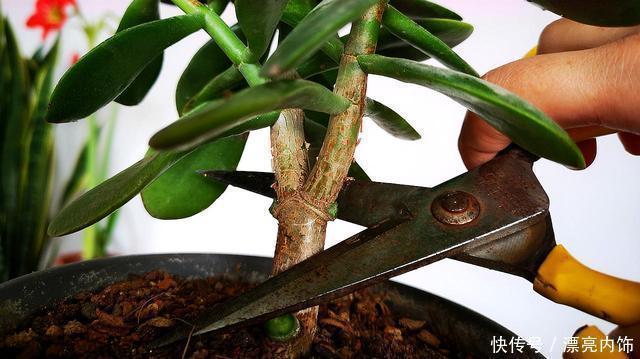 花香花期|这3种花春天狠修剪,到了花期全是花,开花香花期长