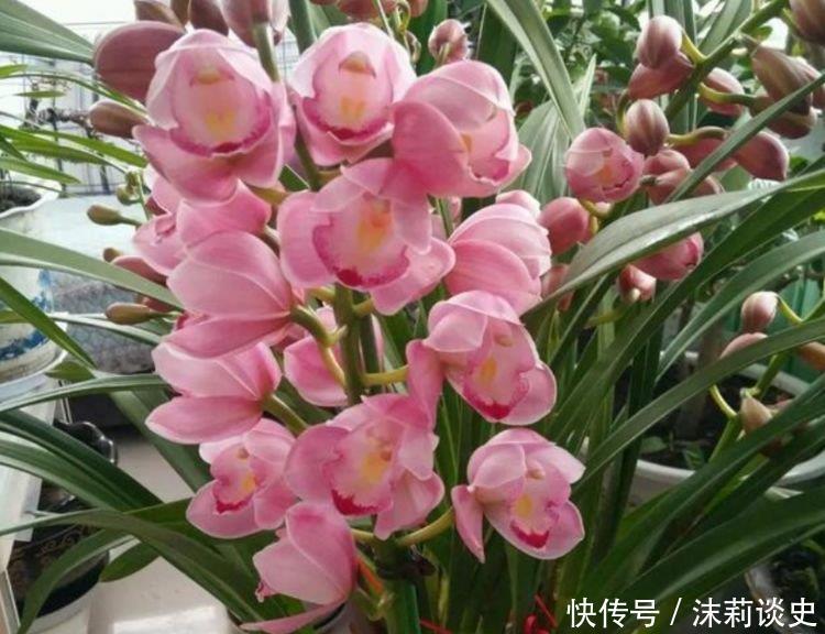 养花试试这几款,花开繁盛花香怡人,养盆放阳台美极了