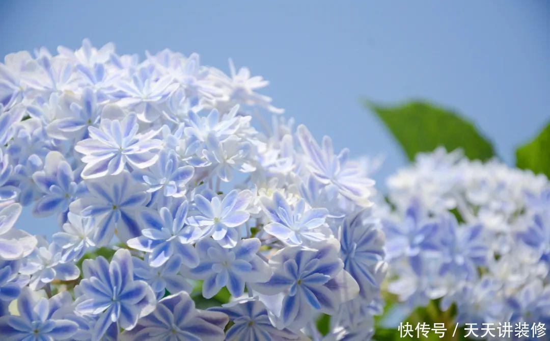 春秋开花的绣球花品种，新老枝条都有花，一起看看吧